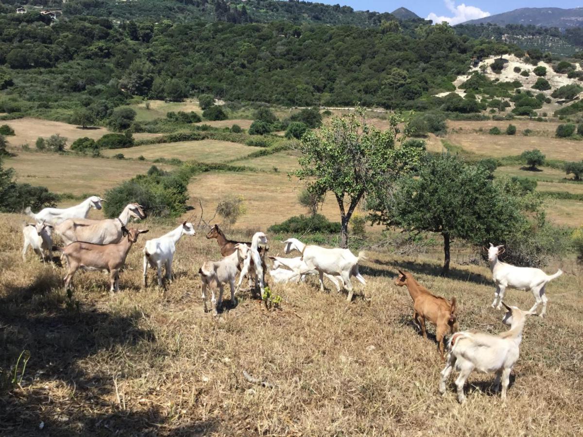 Villa Ampeli Vasilikos  Bagian luar foto